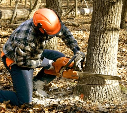 Tree Removal in Berlin, MA